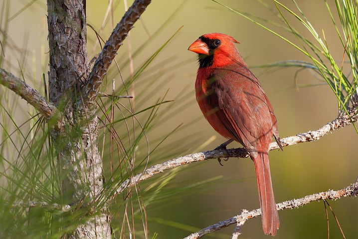 Rotkardinal Cardinalis cardinalis Northern Cardinal